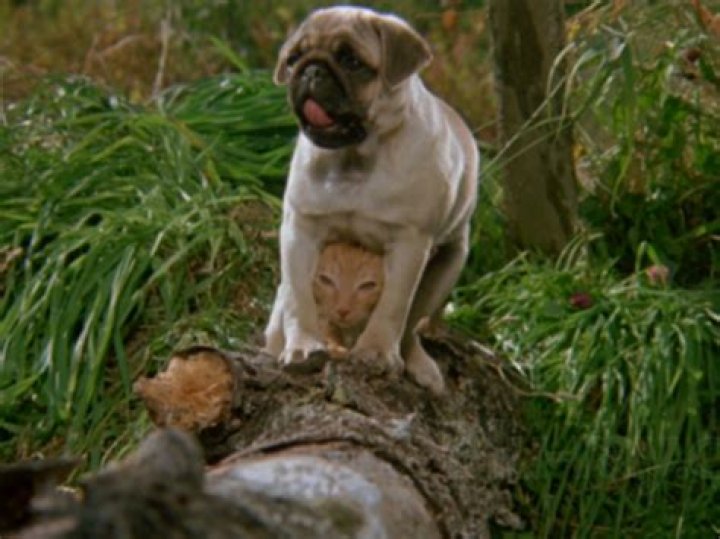 Animal Cruelty In "Milo And Otis"