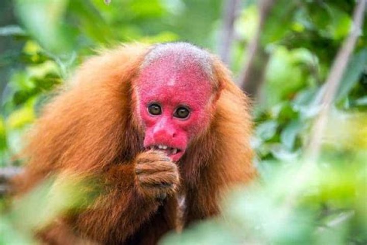 Unveil The Hidden World Of "Ugly Monkey Species": Discoveries And Insights