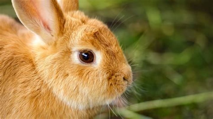 Why Rabbits Are Physically Unable To Vomit